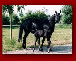 broodmare West Virginia (Oldenburg, 1997, from New Moon xx)