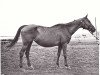 broodmare Provincia 1948 ox (Arabian thoroughbred, 1948, from Priboj 1944 ox)