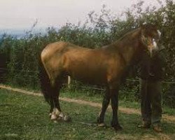 Deckhengst Atlantic Storm (Connemara-Pony, 1960, von Mac Dara)