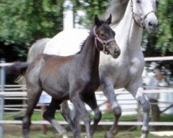 Zuchtstute Kronwicke (Trakehner, 1994, von Frescobaldi xx)