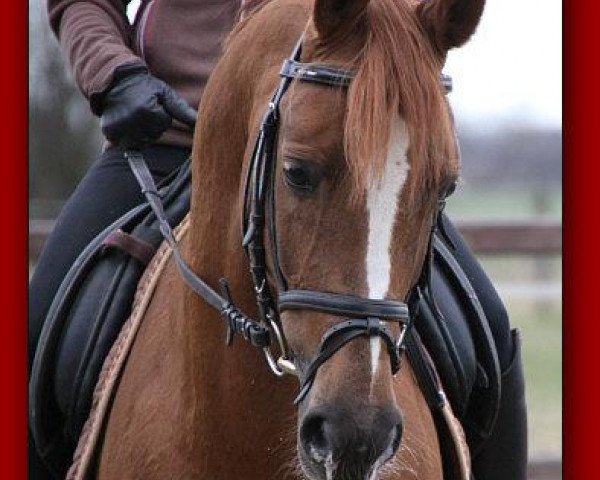 stallion Wintuc A (German Riding Pony, 2002, from Welcome Shamrock)