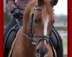 Deckhengst Wintuc A (Deutsches Reitpony, 2002, von Welcome Shamrock)