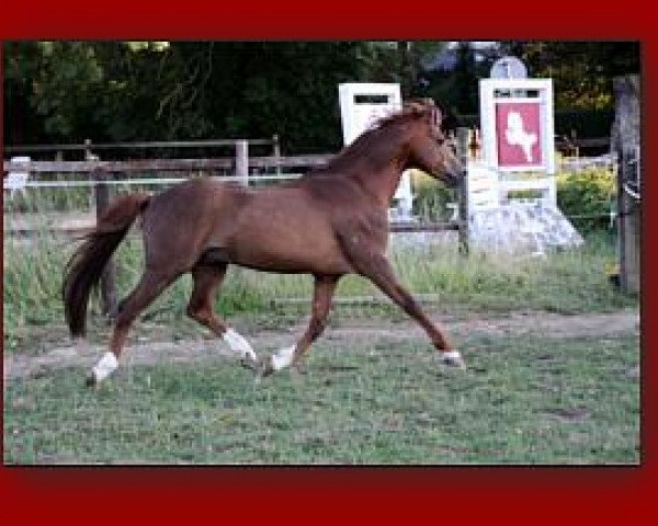 Deckhengst Moorkieker Tacitus (Welsh Pony (Sek.B), 1991, von Elphicks Facade)