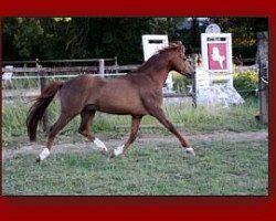 Deckhengst Moorkieker Tacitus (Welsh Pony (Sek.B), 1991, von Elphicks Facade)