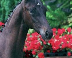 dressage horse Kosinus (Trakehner, 2006, from Hibiskus)