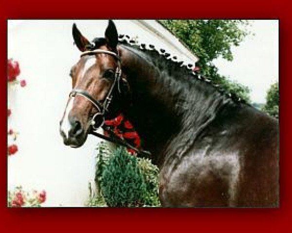 stallion Boitano (Oldenburg, 1987, from Beach Boy)