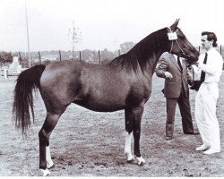 broodmare Prokaznitsa 1967 ox (Arabian thoroughbred, 1967, from Arax 1952 ox)