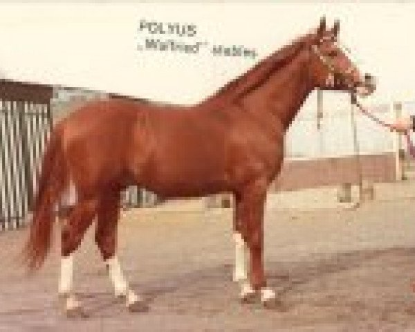stallion Polus ox (Arabian thoroughbred, 1968, from Arax 1952 ox)