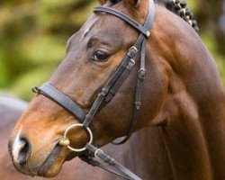 stallion Elfengeist (Trakehner, 2000, from Polarpunkt)