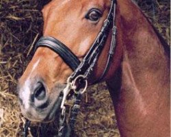 horse Lafredo (Trakehner, 1993, from Frescobaldi xx)