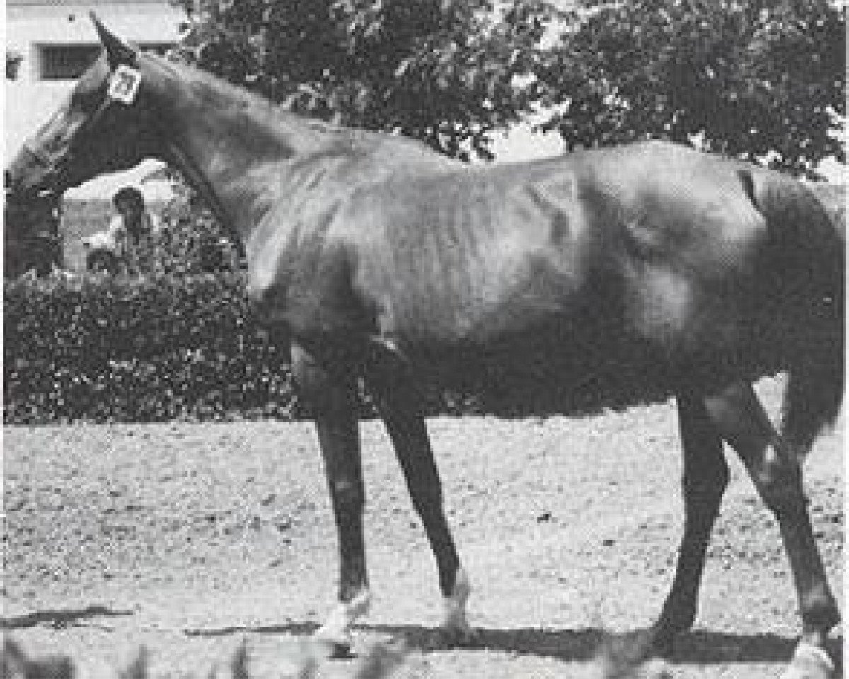 Zuchtstute Pokaznaya 1962 ox (Vollblutaraber, 1962, von Knippel 1954 ox)