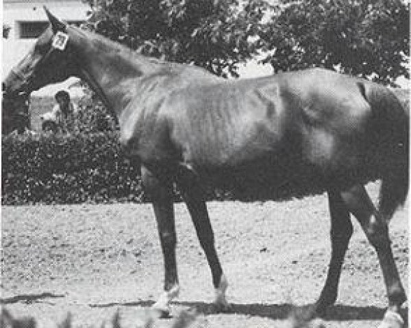 broodmare Pokaznaya 1962 ox (Arabian thoroughbred, 1962, from Knippel 1954 ox)