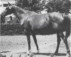 broodmare Pokaznaya 1962 ox (Arabian thoroughbred, 1962, from Knippel 1954 ox)