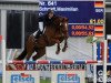 dressage horse Querido 32 (German Warmblood, 2003, from Quidam's Rubin)