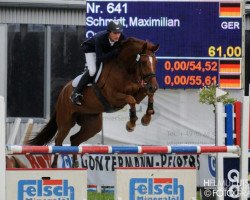 dressage horse Querido 32 (German Warmblood, 2003, from Quidam's Rubin)