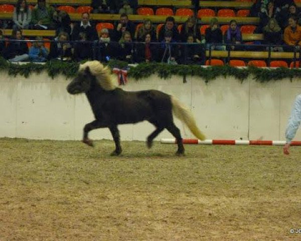 Pferd Dynfaxi vom Barghof (Islandpferd, 2007, von Dani fra Asgård)
