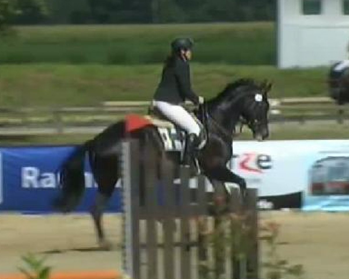 jumper Donna Flair (Westphalian, 2001, from Donnerruf)