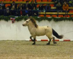 horse Orri vom Kiebitzgrund (Iceland Horse, 2007, from Óskasteínn vom Barghof)