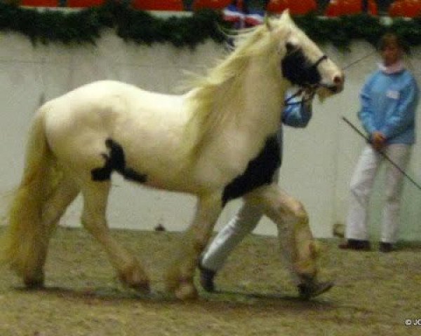 Pferd Manolo (Tinker-Mix / Pinto Tinker / Crossbreed, 2007, von Merlin The Magician)