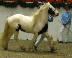 horse Manolo (Tinker-Mix / Pinto Tinker / Crossbreed, 2007, from Merlin The Magician)