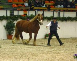 stallion Donnerhall (Schleswig Heavy Draft, 2005, from Duell)