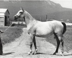 broodmare Polinezia 1977 ox (Arabian thoroughbred, 1977, from Nabeg 1966 ox)