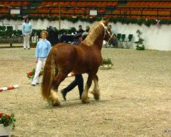 stallion Buessing (Schleswig Heavy Draft, 2007, from Voldevraaer)