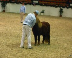 horse Navaro (Shetland Pony, 2006, from Nesch of Baltic Sea)