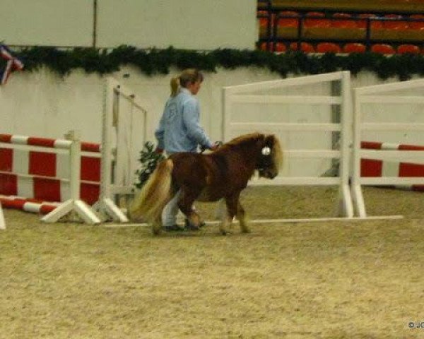 stallion Prince van de Wijzend (Shetland pony (under 87 cm), 2000, from Hasard van Spuitjesdom)