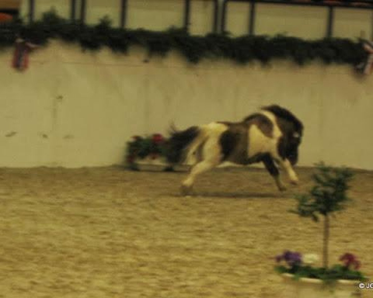 stallion Schalenburgs Baron (Shetland pony (under 87 cm), 2007, from Balduin)