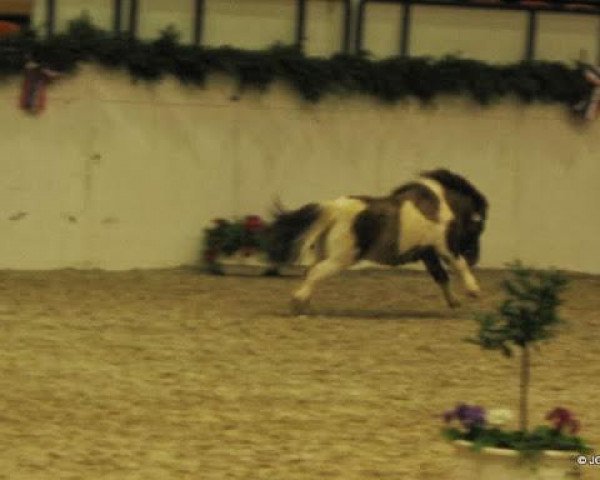 Deckhengst Schalenburgs Baron (Shetland Pony (unter 87 cm), 2007, von Balduin)