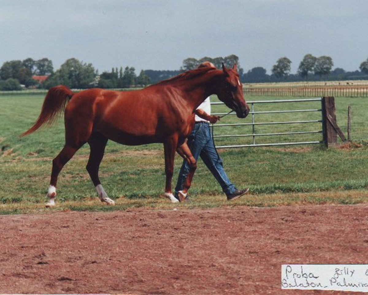 broodmare Proba 1987 ox (Arabian purebred, 1987, from Balaton 1982 ox)