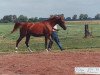 broodmare Proba 1987 ox (Arabian thoroughbred, 1987, from Balaton 1982 ox)