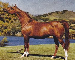 broodmare Poznan 1975 ox (Arabian thoroughbred, 1975, from Nabeg 1966 ox)