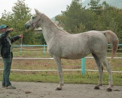 broodmare Pantomima 1988 ox (Arabian thoroughbred, 1988, from Naftalin 1977 ox)