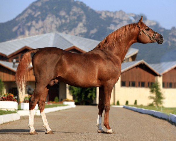stallion Pobeditel 1998 ox (Arabian thoroughbred, 1998, from Balaton 1982 ox)