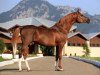 stallion Pobeditel 1998 ox (Arabian thoroughbred, 1998, from Balaton 1982 ox)