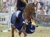 stallion Avalon N (German Warmblood, 2000, from Aragon N)