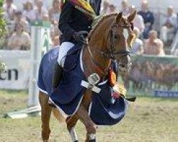 stallion Avalon N (German Warmblood, 2000, from Aragon N)