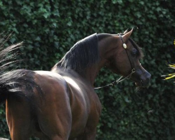 stallion Psytadel 1998 ox (Arabian thoroughbred, 1998, from Padrons Psyche 1988 ox)