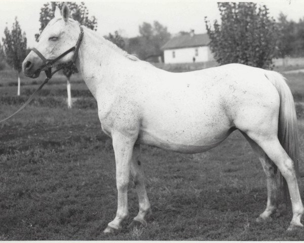 Zuchtstute Nagrada 1938 ox (Vollblutaraber, 1938, von Naseem 1922 ox)