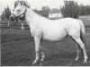 broodmare Nagrada 1938 ox (Arabian thoroughbred, 1938, from Naseem 1922 ox)