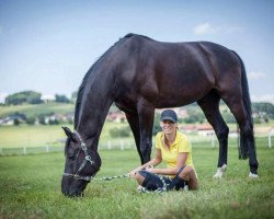 dressage horse Falkenberg 4 (Hanoverian, 2004, from Fürst Heinrich)