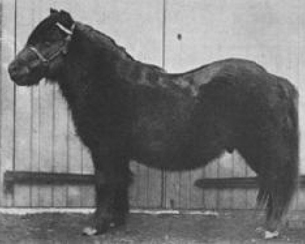 stallion Odin (Shetland Pony, 1880, from Jack)