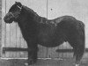 Deckhengst Odin (Shetland Pony, 1880, von Jack)