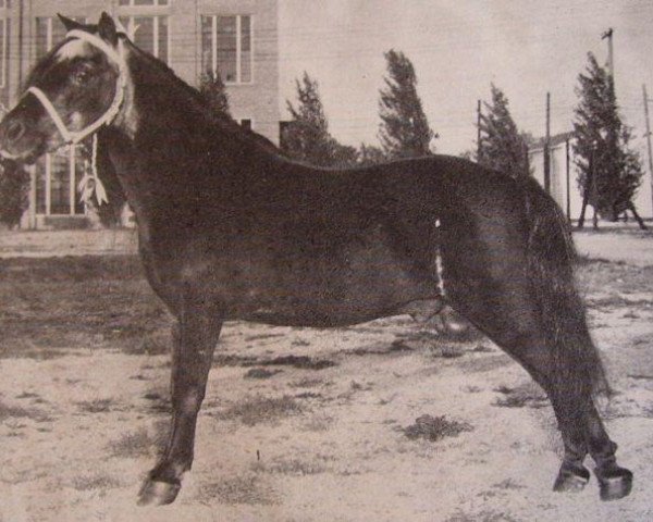 Deckhengst Mack Larigo (American Classic Shetl. Pony, 1929, von King Larigo)