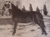 stallion Mack Larigo (American Classic Shetler. Pony, 1929, from King Larigo)