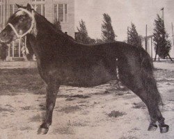 stallion Mack Larigo (American Classic Shetler. Pony, 1929, from King Larigo)