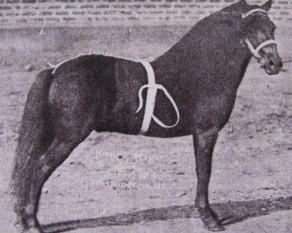 stallion King Larigo (Shetland Pony, 1907, from Kinzie)