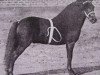 stallion King Larigo (Shetland Pony, 1907, from Kinzie)